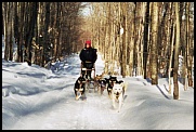 Tom and his sled dogs in Hiawatha National Forest - Michigan�s Upper Peninsula